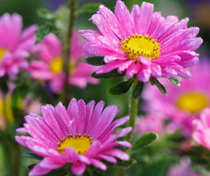 10 Eco Friendly Gift Ideas for Mother's Day