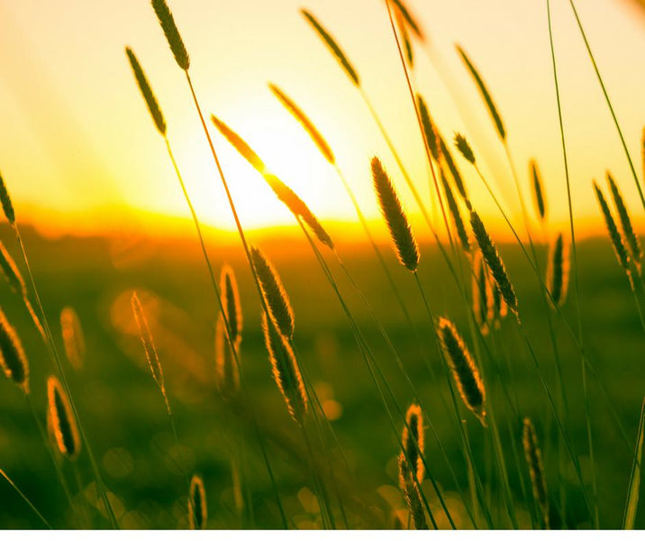Eco Friendly Gift Ideas for Father's Day