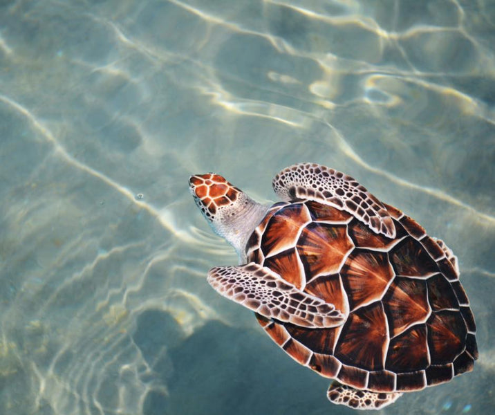 Celebrate World Sea Turtle Day