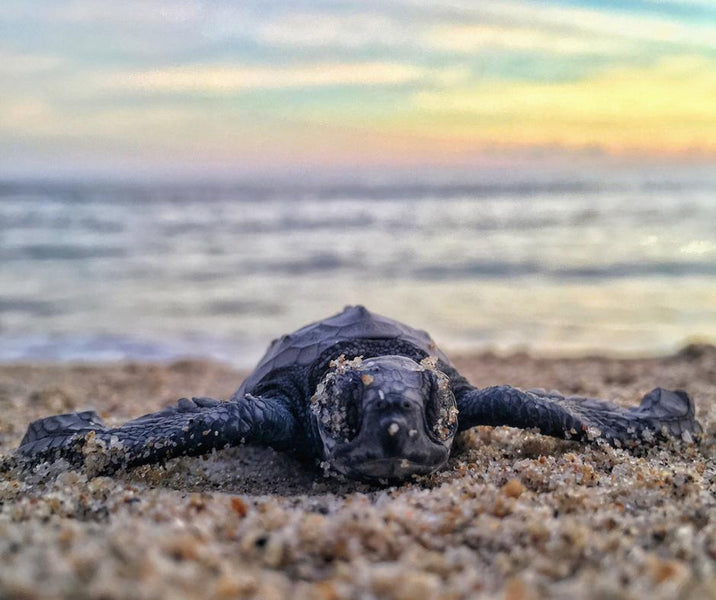 6 Ways to Shellebrate World Turtle Day